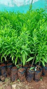 Sandalwood Plants